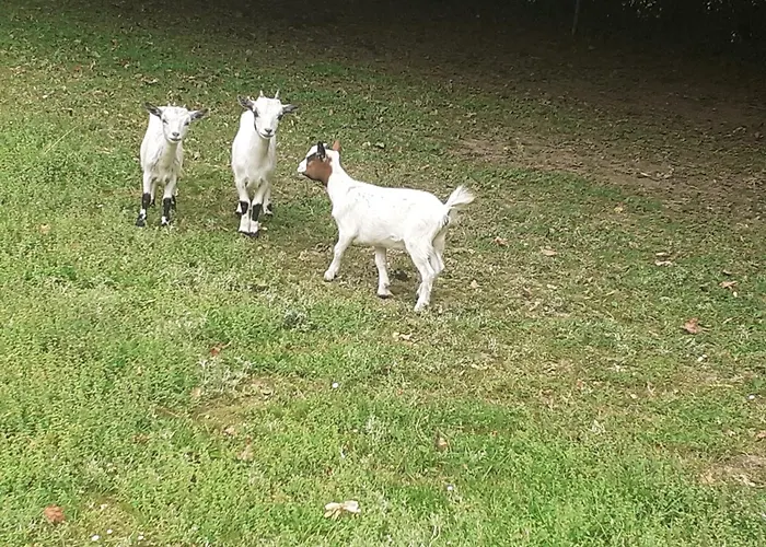 7 , Le Montraye Bed & Breakfast Pace (Orne)