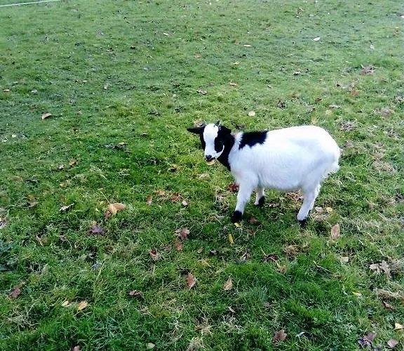 Bed & Breakfast 7 , Le Montraye